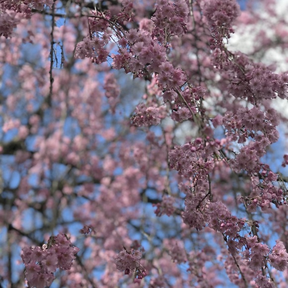 Meet your Posher, Katrina - Picture 1 of 1